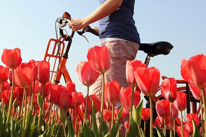Private Guided Full-Day Customizable Tour of Holland from Amsterdam - Image 5