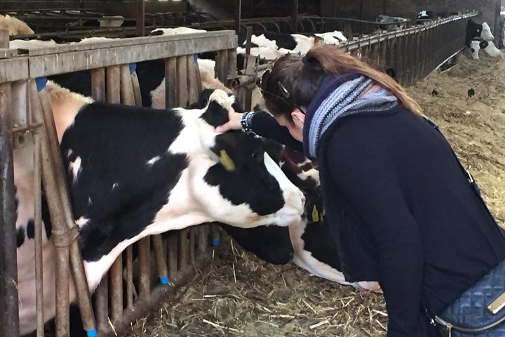 Private Tour Full Day - Cheese, Clogs & Windmills - Image 3