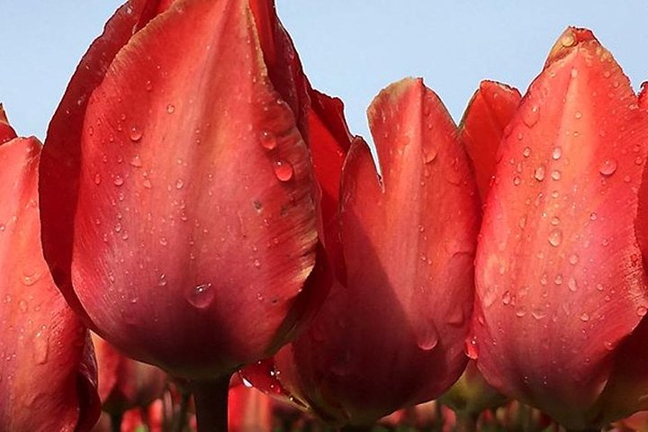 Private Tour to Keukenhof Gardens with guide - Full Day Tour from Amsterdam - Image 4