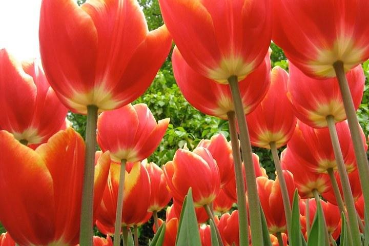 Private Tour to Keukenhof Gardens with guide - Full Day Tour from Amsterdam - Image 1