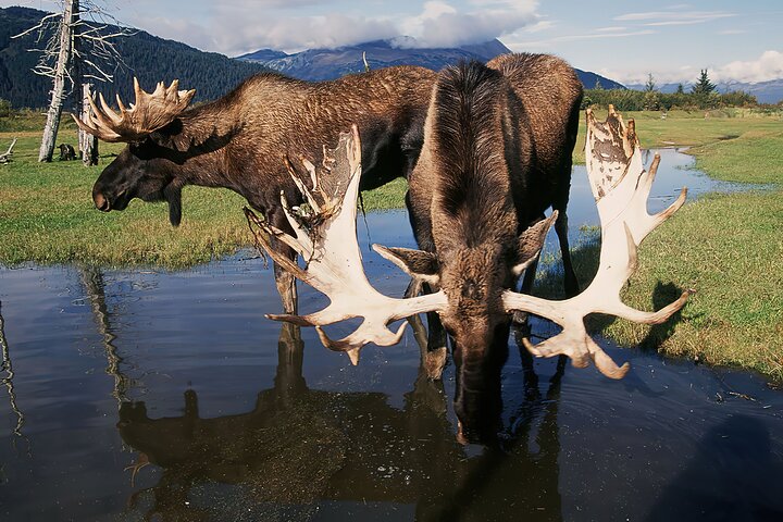 Private Half-Day Nature Tour from Anchorage - Image 3