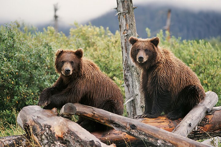 Private Half-Day Nature Tour from Anchorage - Image 2