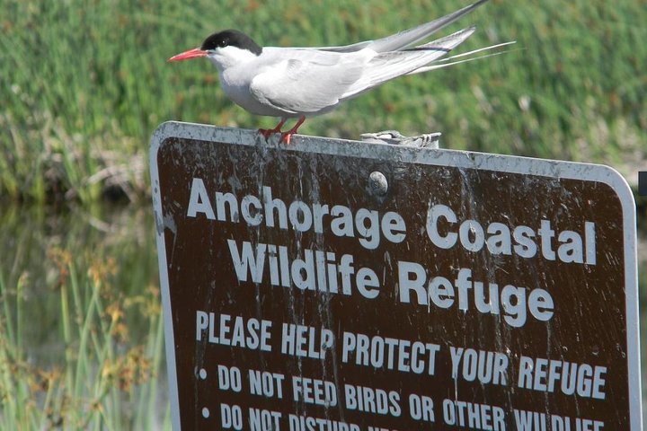 Whittier to Anchorage Cruise Transfer and Private Tour - Image 3