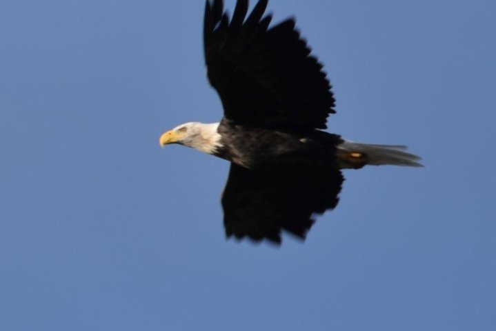 Whittier to Anchorage Cruise Transfer and Private Tour - Image 5