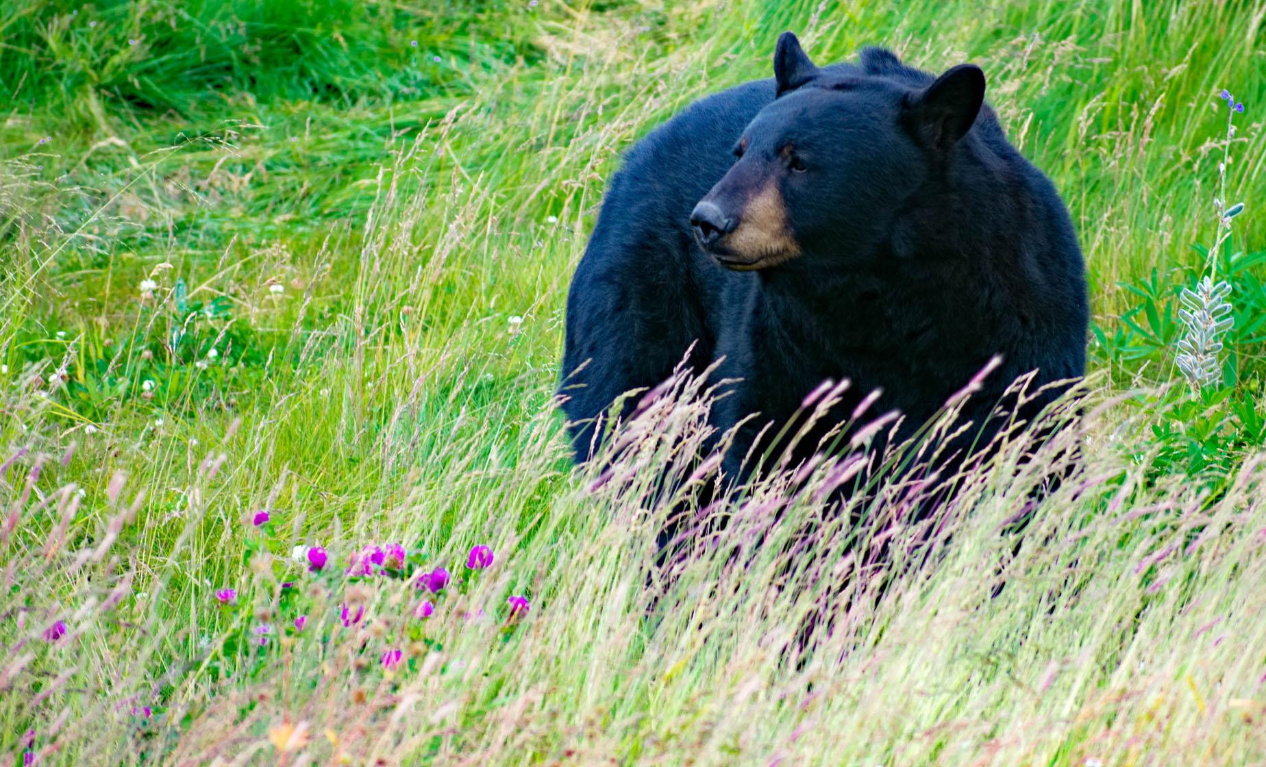 Wildlife Tour - Image 1
