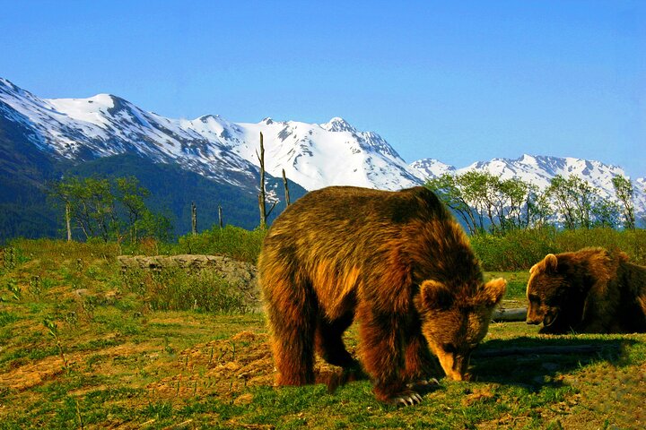 Year Round Glacier View & Wildlife Anchorage Adventure Tour - Image 1