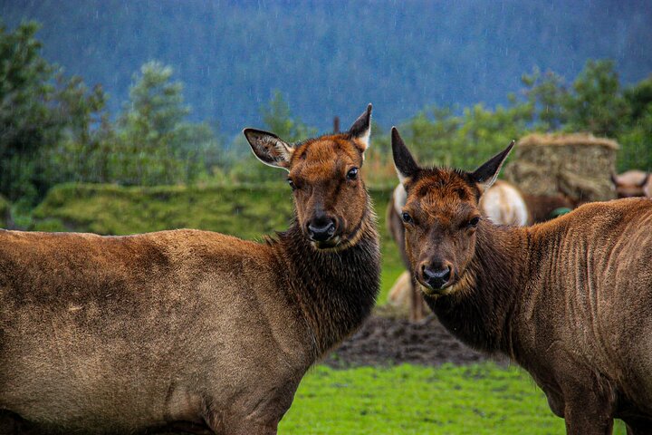 Year Round Glacier View & Wildlife Anchorage Adventure Tour - Image 4