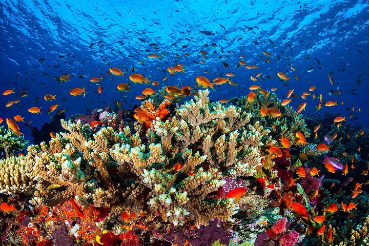 Cruise Experience Half-Day from Aqaba - Image 4