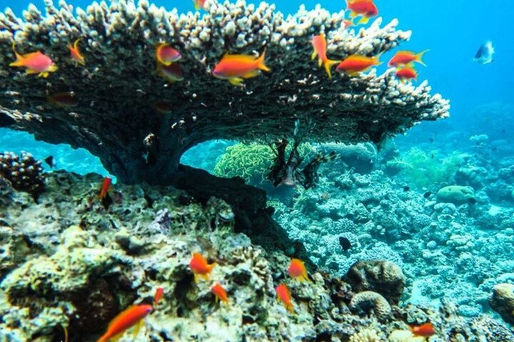 Cruise Experience Half-Day from Aqaba - Image 3