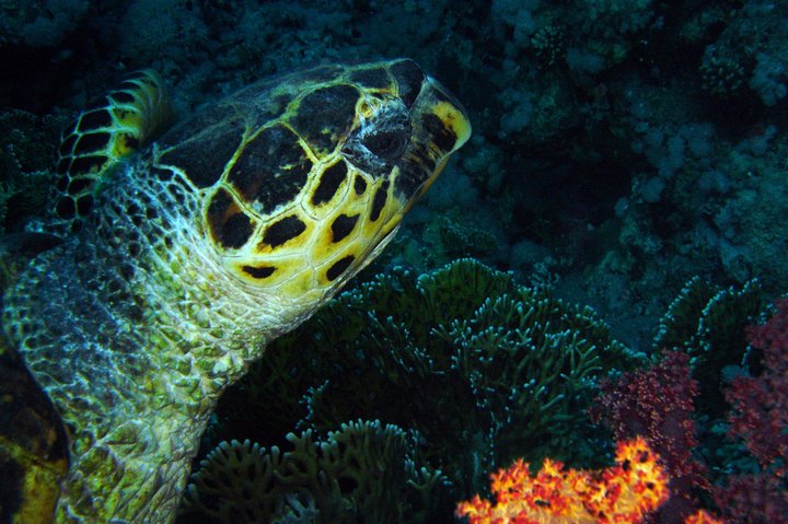 DSD "Discover Scuba Diving" (Min Age 10 Years) - Image 5