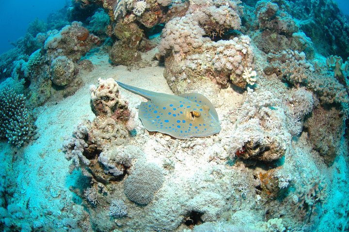 DSD "Discover Scuba Diving" (Min Age 10 Years) - Image 4