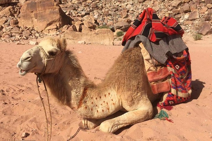 One Day Wadi Rum from Aqaba - Guided Tour  - Image 2