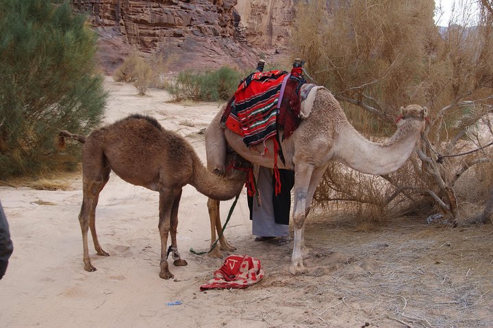Petra & Wadi Rum - One day tour - Image 4
