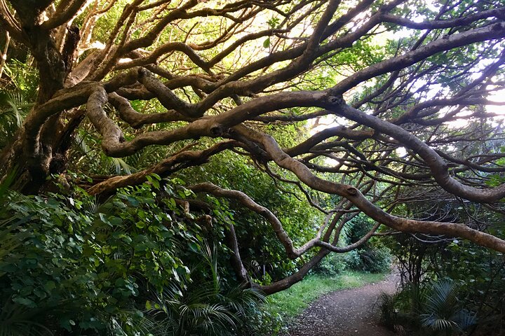 6 Hours Sightseeing Tour in Auckland - Image 3