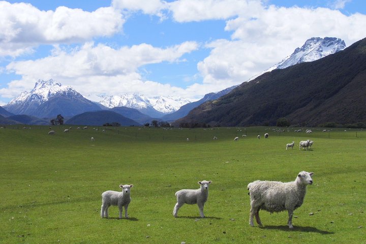 Amazing New Zealand Itineraries & chauffeur-driven tours - Image 3