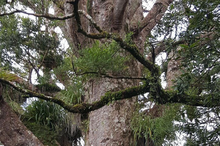 Auckland Sights Exclusive 8 Hour Luxury Day Tour - Image 3