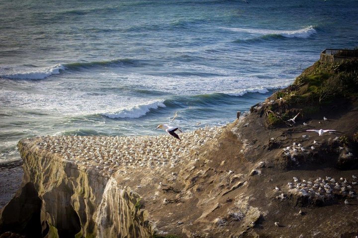Auckland Sights Exclusive 8 Hour Luxury Day Tour - Image 2