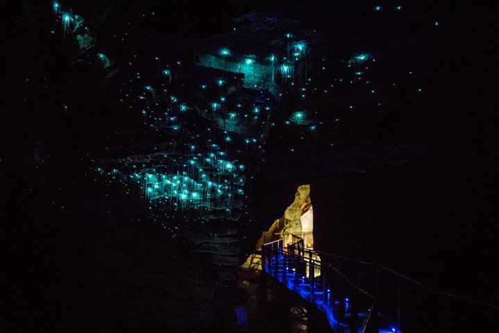 Auckland to Rotorua via Waitomo Caves Small Group Tour (One Way) - Image 5