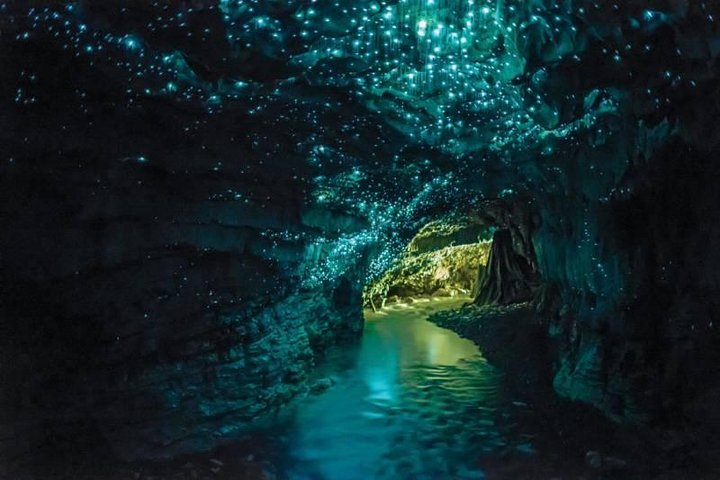 Auckland to Rotorua via Waitomo Caves Small Group Tour (One Way) - Image 3