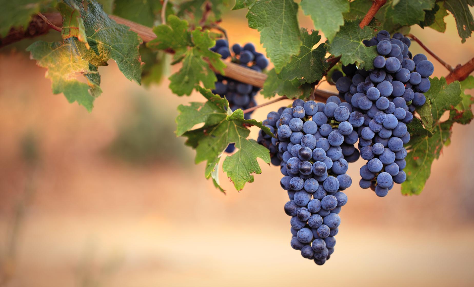 Auckland's Kumeu Wine Country and West Coast Tour - Image 1
