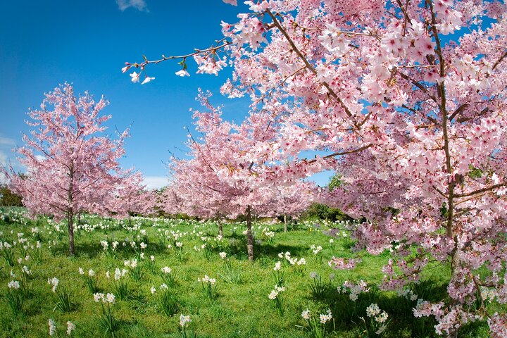 Beautiful Spring Flowers with delicious Zealong Tea - Image 5