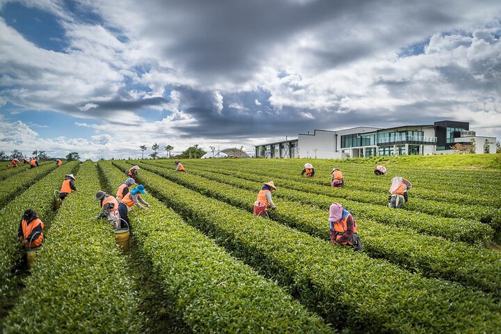 Beautiful Spring Flowers with delicious Zealong Tea - Image 1