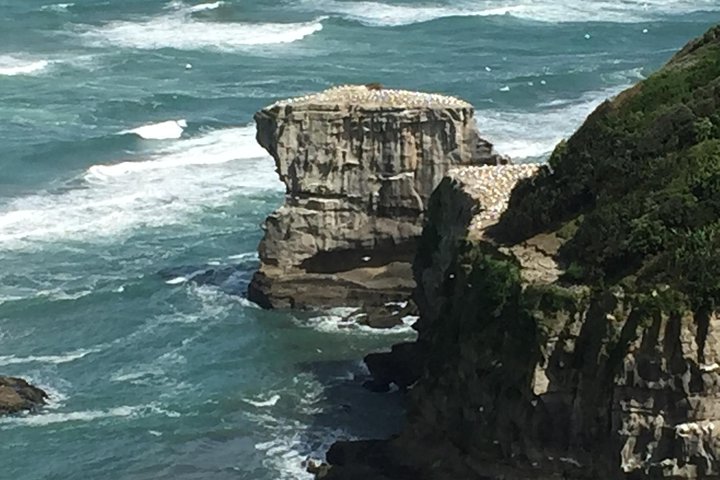 Breathtaking west coast, rainforest, beach and boobies - German private tour - Image 3