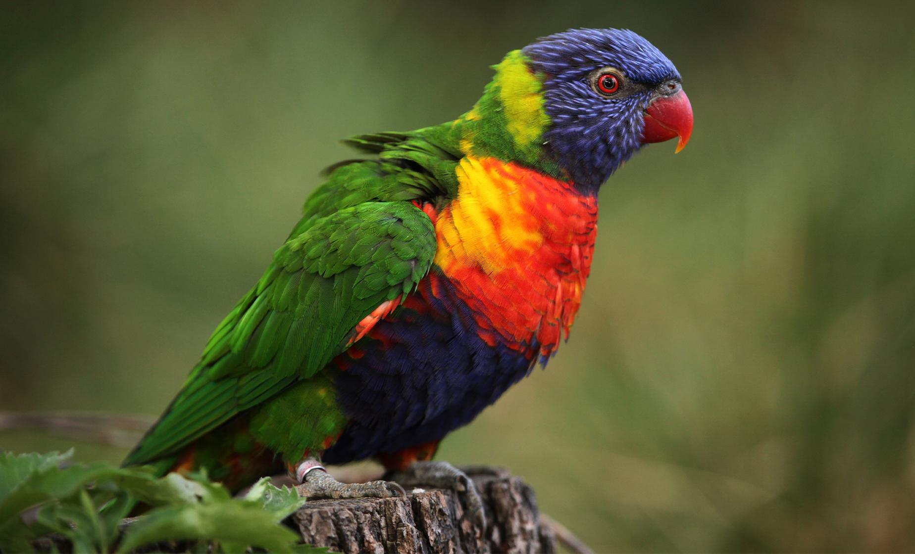 Coast and Rainforest Walk - Image 1