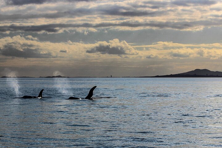 Discover Auckland City - Highlights Tour - Image 5