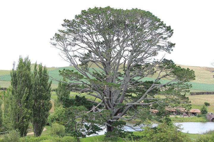Hobbiton Afternoon Tour in Luxury Minibus from Auckland to Auckland - Image 5