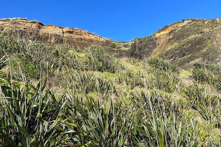 Muriwai Beach - Gannet Colony Bird Watching Tour - Image 2