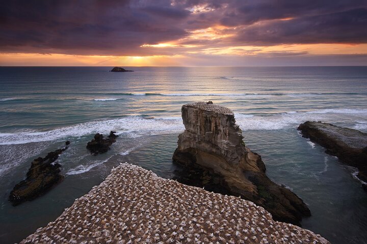 Muriwai Scenic Gannet & Wine Experience incl. Lunch - Day Tour From Auckland - Image 2