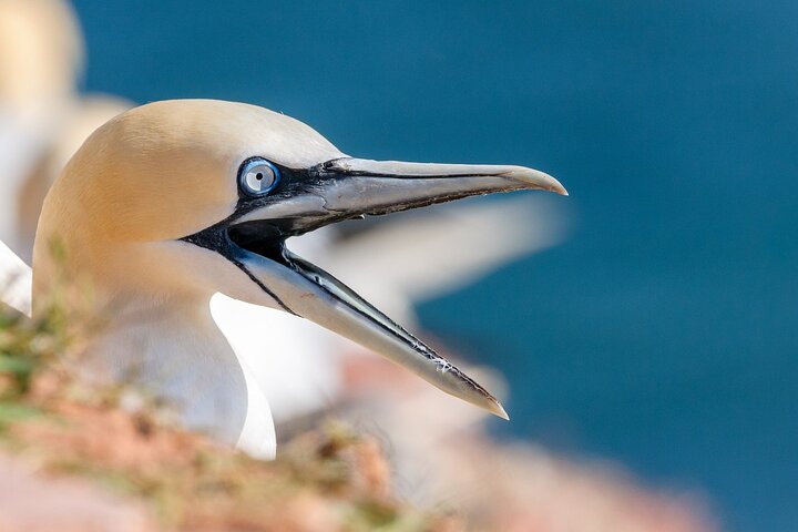 Muriwai Scenic Gannet & Wine Experience incl. Lunch - Day Tour From Auckland - Image 4