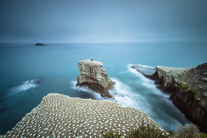 Muriwai Scenic Gannet & Wine Experience incl. Lunch - Day Tour From Auckland - Image 1