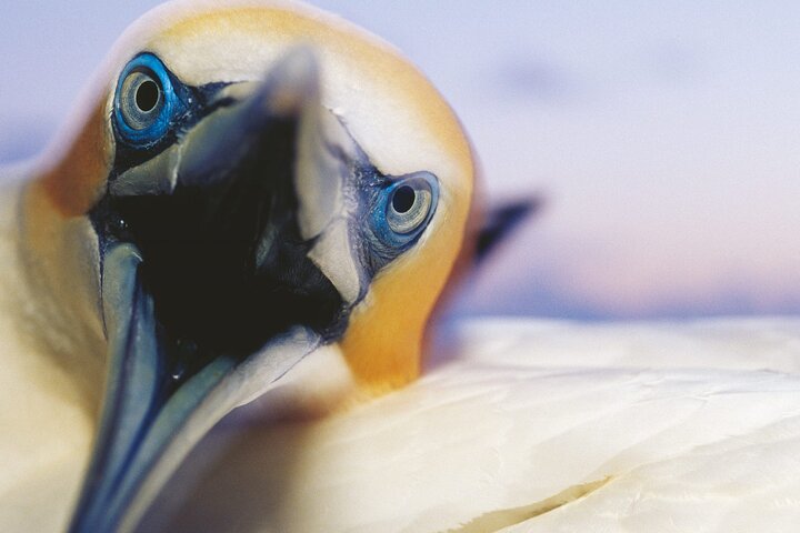 Muriwai Scenic Gannet & Wine Experience incl. Lunch - Day Tour From Auckland - Image 3