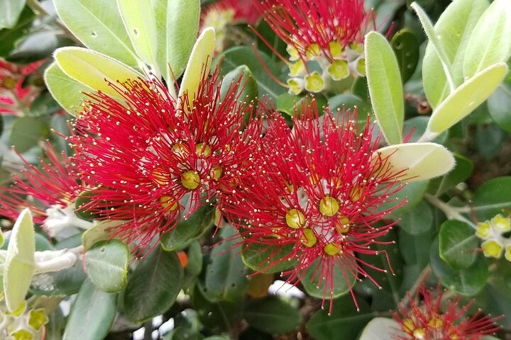 Piha Waitakere Rainforest Wine Tour from Auckland - Image 5