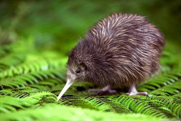 Private tour from Auckland - Waitomo Glowworm Caves, Zealong Tea & Kiwi Bird - Image 2