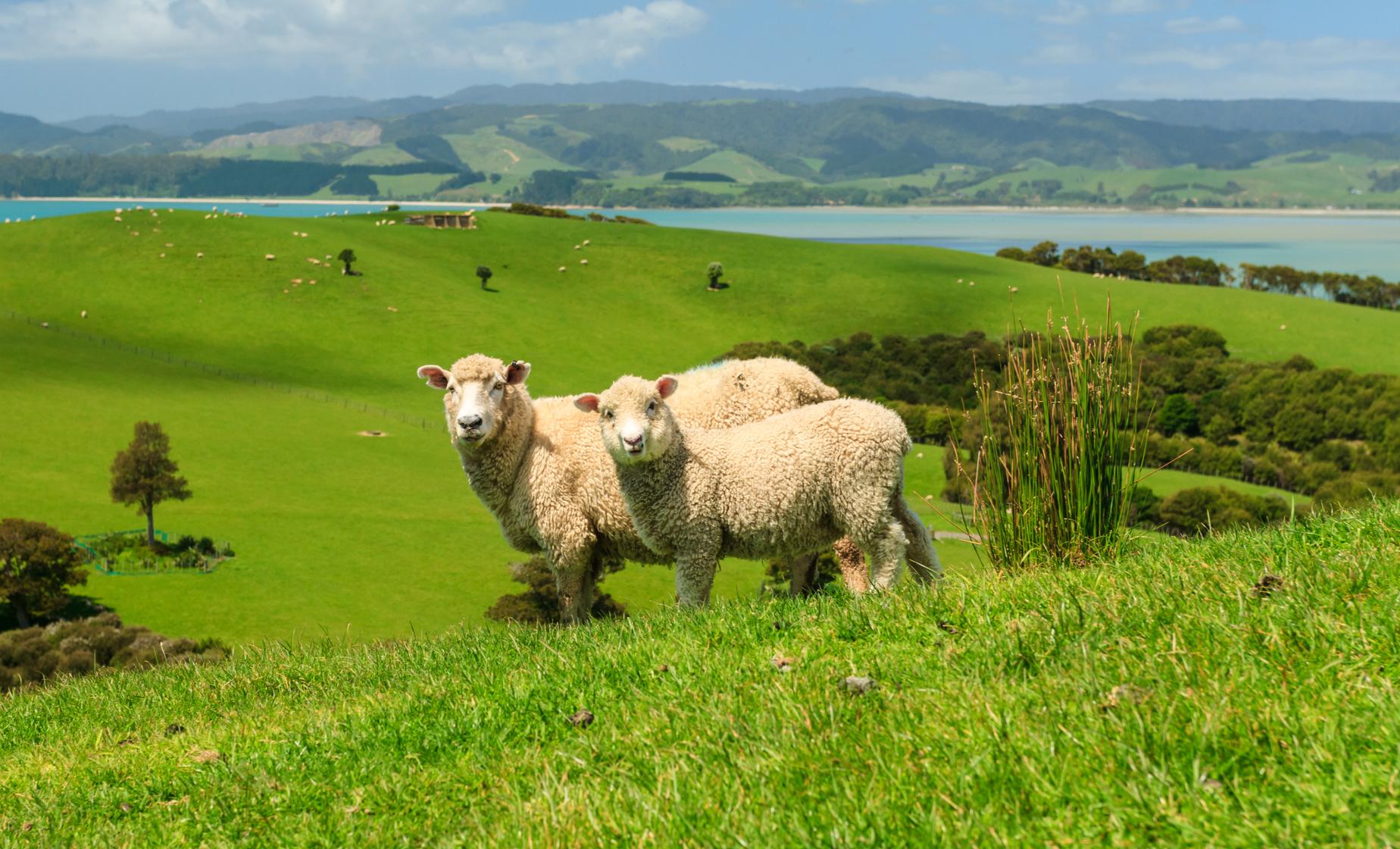 Private West Auckland Countryside - Image 1
