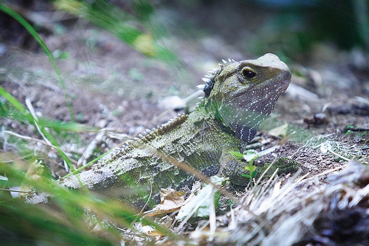 Sanctuary Mountain (Mt Maungatautari) & Waitomo Luxury Day tour from Auckland - Image 1