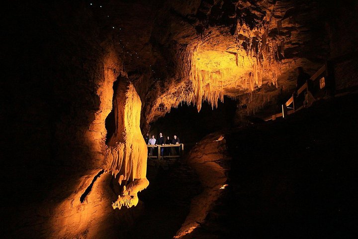 Sanctuary Mountain (Mt Maungatautari) & Waitomo Luxury Day tour from Auckland - Image 2