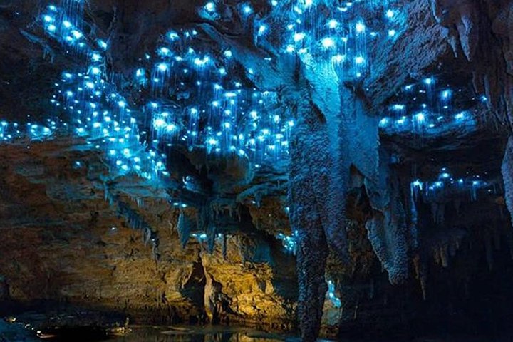 Sanctuary Mountain (Mt Maungatautari) & Waitomo Luxury Day tour from Auckland - Image 4