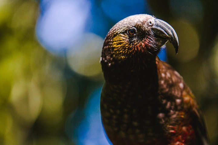 Sanctuary Mountain (Mt Maungatautari) & Waitomo Luxury Day tour from Auckland - Image 3