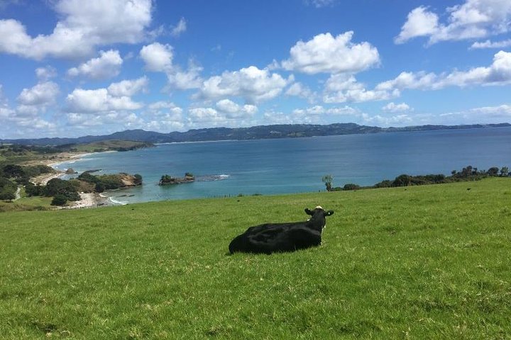 Tāwharanui- Get away from it all and experience New Zealand at its best - private tour - Image 1