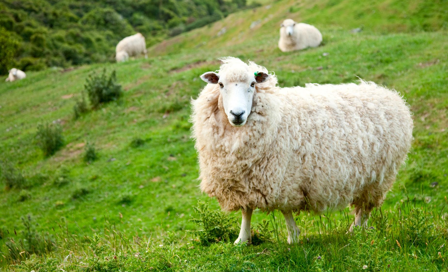The Auckland Country Tour - Image 1