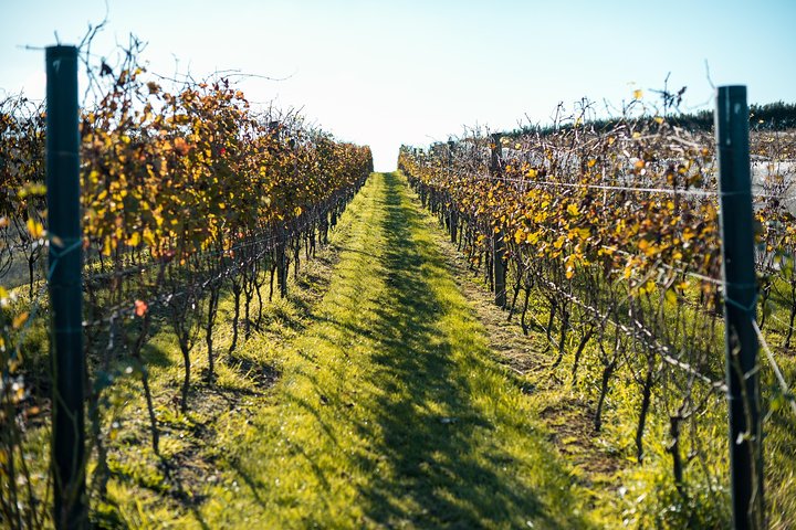 Waiheke Island Private Luxury Experience - Image 4