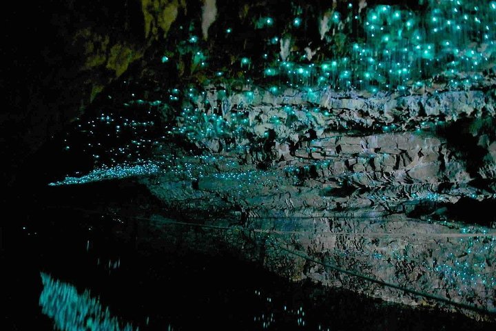 Waitomo Caves Private Tour from Auckland - Image 5