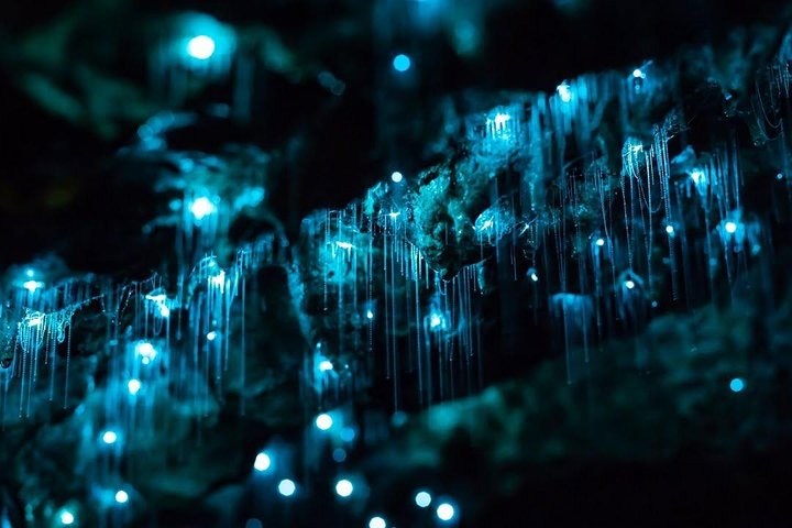 Waitomo Caves Private Tour from Auckland - Image 4