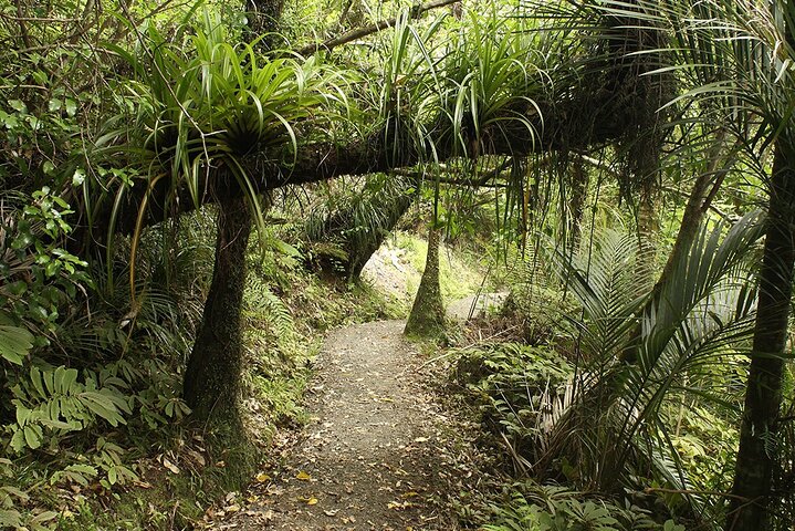 Wild West Coast & Black Sand Beach Tour incl Craft Beer Brewery Lunch & Tasting - Image 5