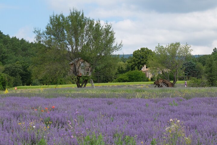 Full Day Private Tour from Avignon - Image 3