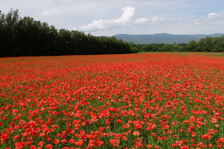Full Day Private Tour from Avignon - Image 1